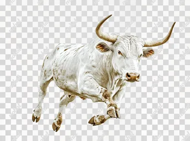 bull_white_background_--ar_32