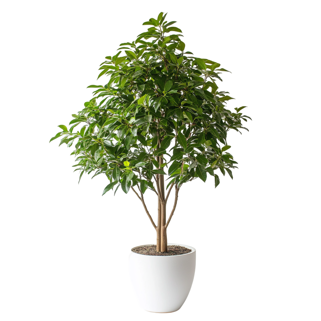 Free: Serene Green: A Potted Tree in Minimalist Style - nohat.cc