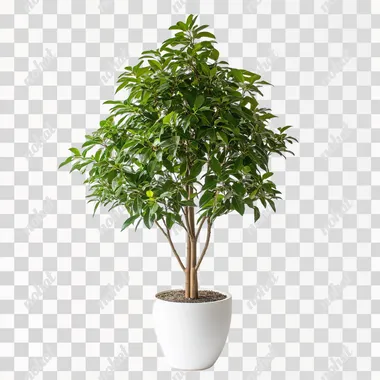 a large potted tree in a white pot with plain white background