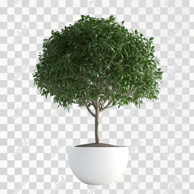 a large potted tree in a white pot with plain white background