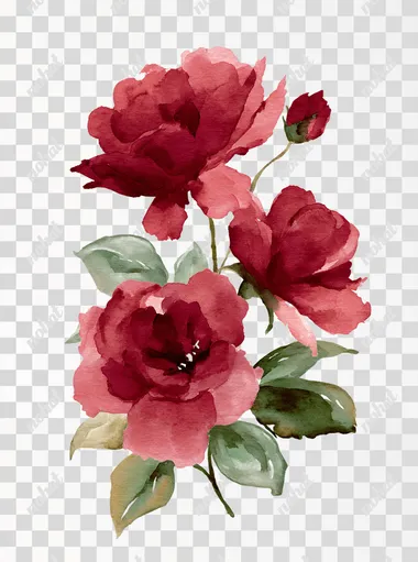 watercolor deep red roses arrangement on white background