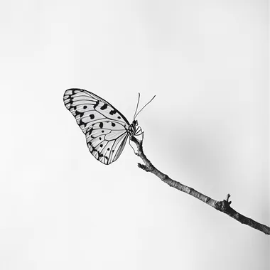 A black and white photograph of a delicate butterfly on a branch, patterned wings, white background, simple, elegant, high contrast, sharp focus, smooth, no blur, no depth of field, clean, by Richard Parkes Bonington, by Gustav Klimt, by Nick Knight, by John D daylighter, by Hattori kshirokun with no shadows on the wall, flat white background, no text or words in picture