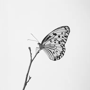 A black and white photograph of a delicate butterfly on a branch, patterned wings, white background, simple, elegant, high contrast, sharp focus, smooth, no blur, no depth of field, clean, by Richard Parkes Bonington, by Gustav Klimt, by Nick Knight, by John D daylighter, by Hattori kshirokun with no shadows on the wall, flat white background, no text or words in picture