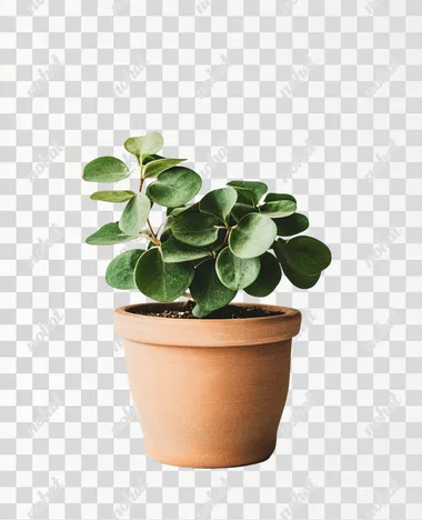 green plant in a terracota pot on white background