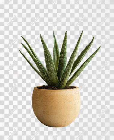 green plant in a terracota pot on white background