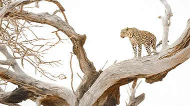 photo of a huge dead leadwood tree with big branches in, leopard standing the tree looking towards camera, high key, white background, detailed photo, intricate details, photo quality, minimalistic, zoom out  rofile 135qk9e