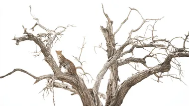 photo of a huge dead leadwood tree with big branches in, leopard standing the tree looking towards camera, high key, white background, detailed photo, intricate details, photo quality, minimalistic, zoom out  rofile 135qk9e