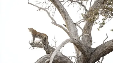 photo of a huge dead leadwood tree with big branches in, leopard standing the tree looking towards camera, high key, white background, detailed photo, intricate details, photo quality, minimalistic, zoom out  rofile 135qk9e