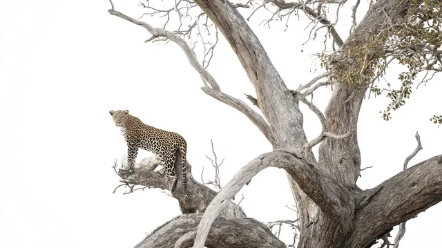 Leopard Perched on Dead Leadwood Tree