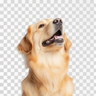 a A Golden retriever in the wind against a white back ground     nha5qtc