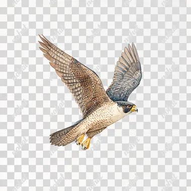 Peregrine Falcon (location on white background, clipart illustration of a peregrine falcon flying in flight, clip art cutout vector with no shadows on the ground, highly detailed watercolor illustration clip art style on transparent background, the illustration has a bold black outline around the edges, clipart isolated on pure white background)   tx8zr15
