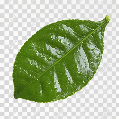lime, isolate, white background, leaf