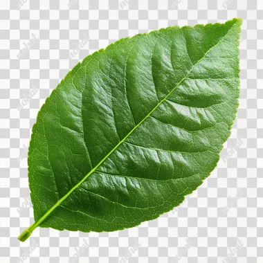 lime, isolate, white background, leaf