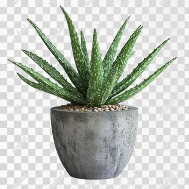 A photograph of an aloe plant in an industrial-style pot with a rough, textured cement exterior, set against a white background. The image is a product photography shot, featuring a front-view perspective with high resolution and high detail. The studio lighting creates a clean, well-lit appearance, highlighting the green plant and the white and grey color scheme. A small amount of pebbles inside the pot adds a contrasting element. The image is isolated on a white background, showcasing the plant and the concrete texture of the pot.