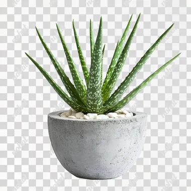 A photograph of an aloe plant in an industrial-style pot with a rough, textured cement exterior, set against a white background. The image is a product photography shot, featuring a front-view perspective with high resolution and high detail. The studio lighting creates a clean, well-lit appearance, highlighting the green plant and the white and grey color scheme. A small amount of pebbles inside the pot adds a contrasting element. The image is isolated on a white background, showcasing the plant and the concrete texture of the pot.