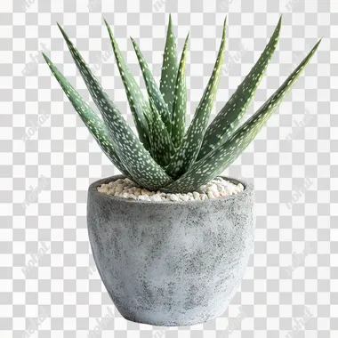 A photograph of an aloe plant in an industrial-style pot with a rough, textured cement exterior, set against a white background. The image is a product photography shot, featuring a front-view perspective with high resolution and high detail. The studio lighting creates a clean, well-lit appearance, highlighting the green plant and the white and grey color scheme. A small amount of pebbles inside the pot adds a contrasting element. The image is isolated on a white background, showcasing the plant and the concrete texture of the pot.