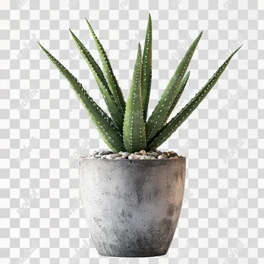 A photograph of an aloe plant in an industrial-style pot with a rough, textured cement exterior, set against a white background. The image is a product photography shot, featuring a front-view perspective with high resolution and high detail. The studio lighting creates a clean, well-lit appearance, highlighting the green plant and the white and grey color scheme. A small amount of pebbles inside the pot adds a contrasting element. The image is isolated on a white background, showcasing the plant and the concrete texture of the pot.