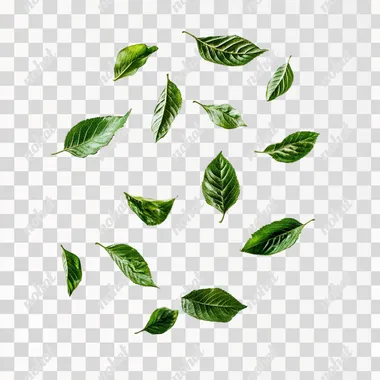 green leaves, levitating, studio photo realistic, white background