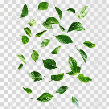 green leaves, levitating, studio photo realistic, white background
