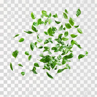 green leaves, levitating, studio photo realistic, white background