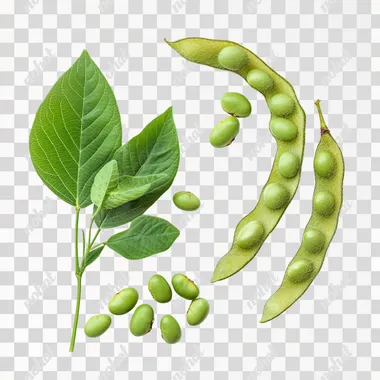 stock photograph of loose soybeans, isolated on white background