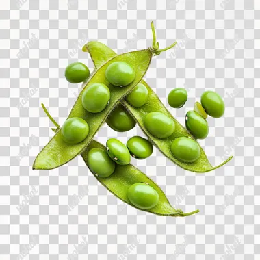 stock photograph of loose soybeans, isolated on white background