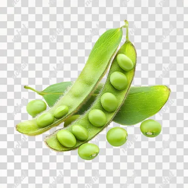stock photograph of loose soybeans, isolated on white background