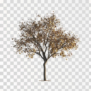 realistic tree - no nbackground