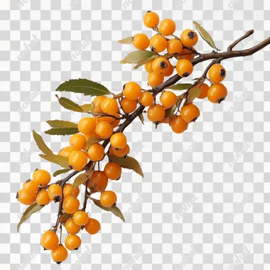 fresh hippophae on the white backround