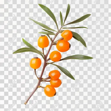 fresh hippophae on the white backround