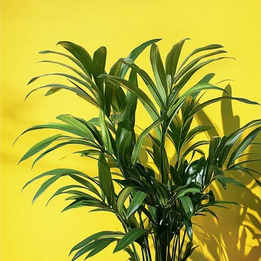 a realistic plant growing, realistic and soft, 3 point lighting, professional lighting, full yellow backdrop