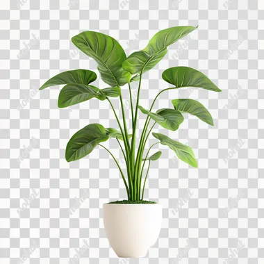 indoor green plant with multi angle, photo, realistic, white background