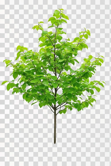 young 1-year elm tree. direct front view. white background