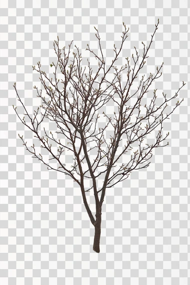 young 1-year elm tree. direct front view. white background