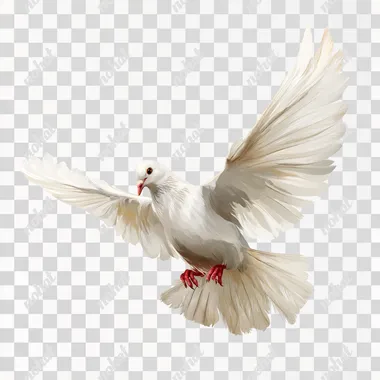 White dove flying, vector illustration on a white background