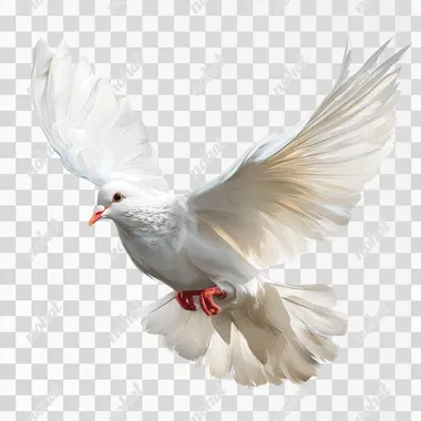 White dove flying, vector illustration on a white background