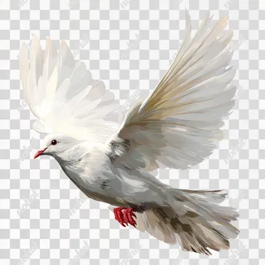 White dove flying, vector illustration on a white background